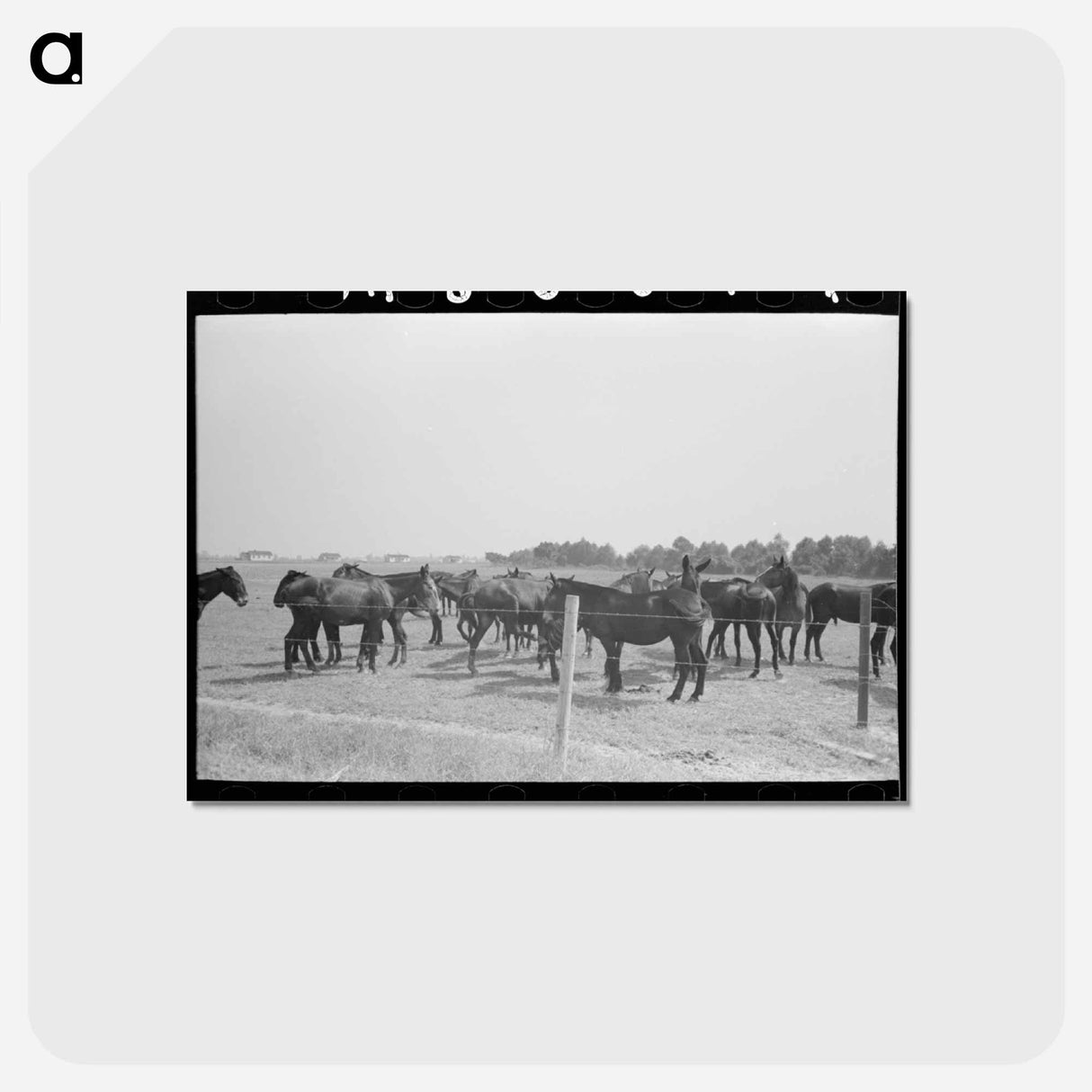 アートポストカード-Mules, Lake Dick Cooperative Association
- ラッセル リー Postcard.
