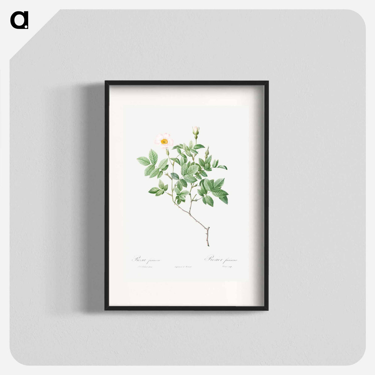 Farinose Rose - Pierre Joseph Redouté Poster.