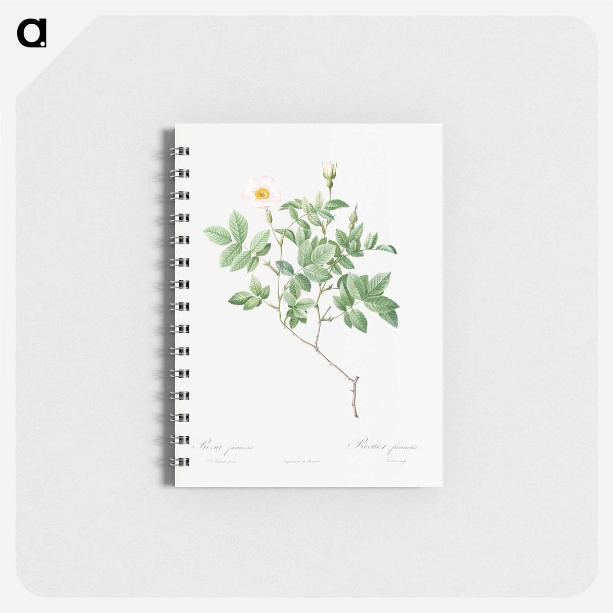 Farinose Rose - ピエール ジョゼフ ルドゥーテ Memo.