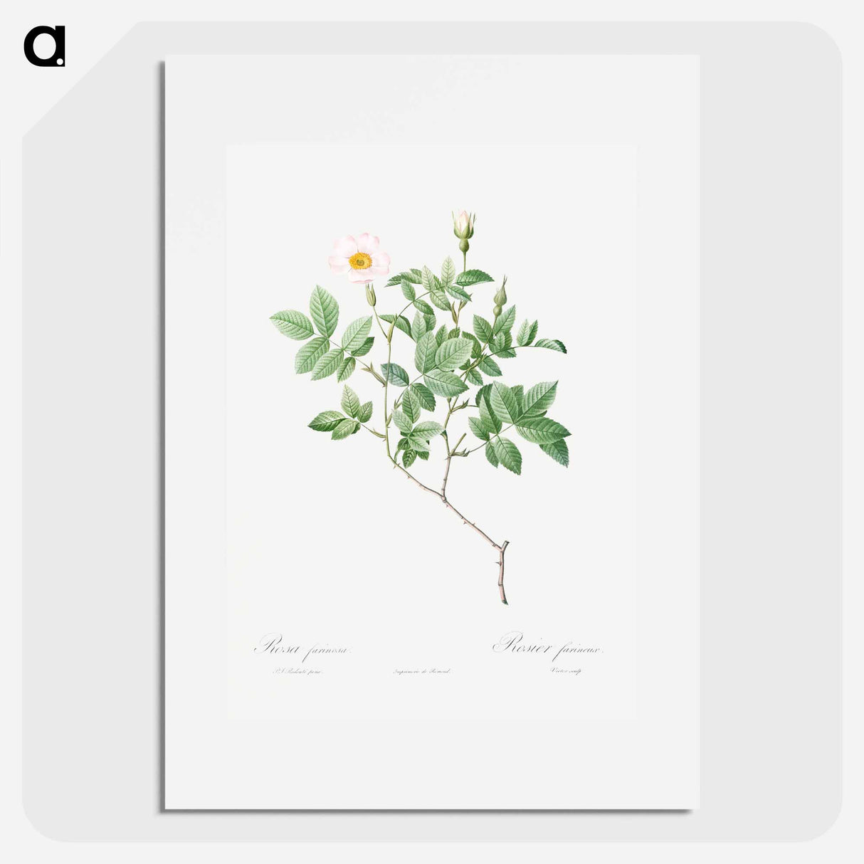 Farinose Rose - Pierre Joseph Redouté Poster.