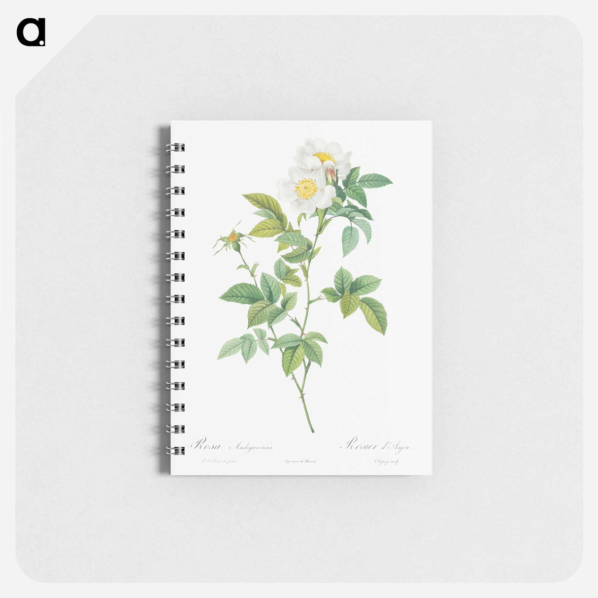 Field Rose - ピエール ジョゼフ ルドゥーテ Memo.