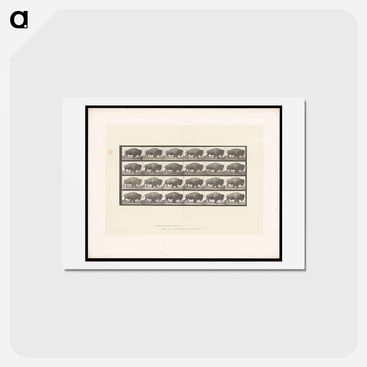アートポストカード-Buffalo Walking
- エドワード マイブリッジ Postcard.