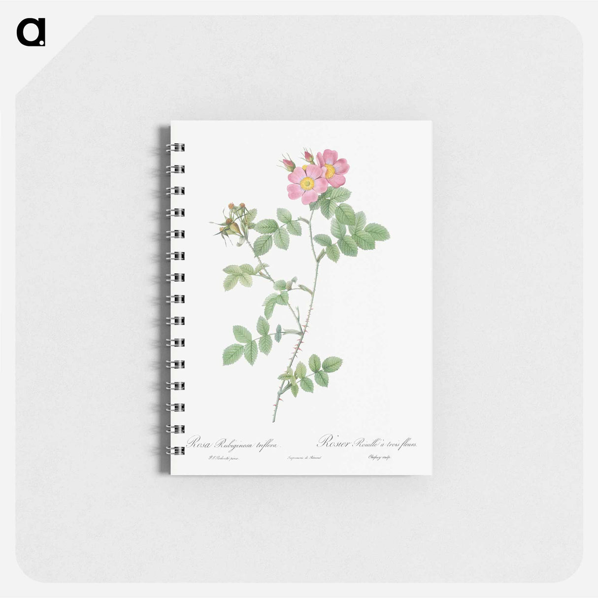 Sweetbriar - ピエール ジョゼフ ルドゥーテ Memo.