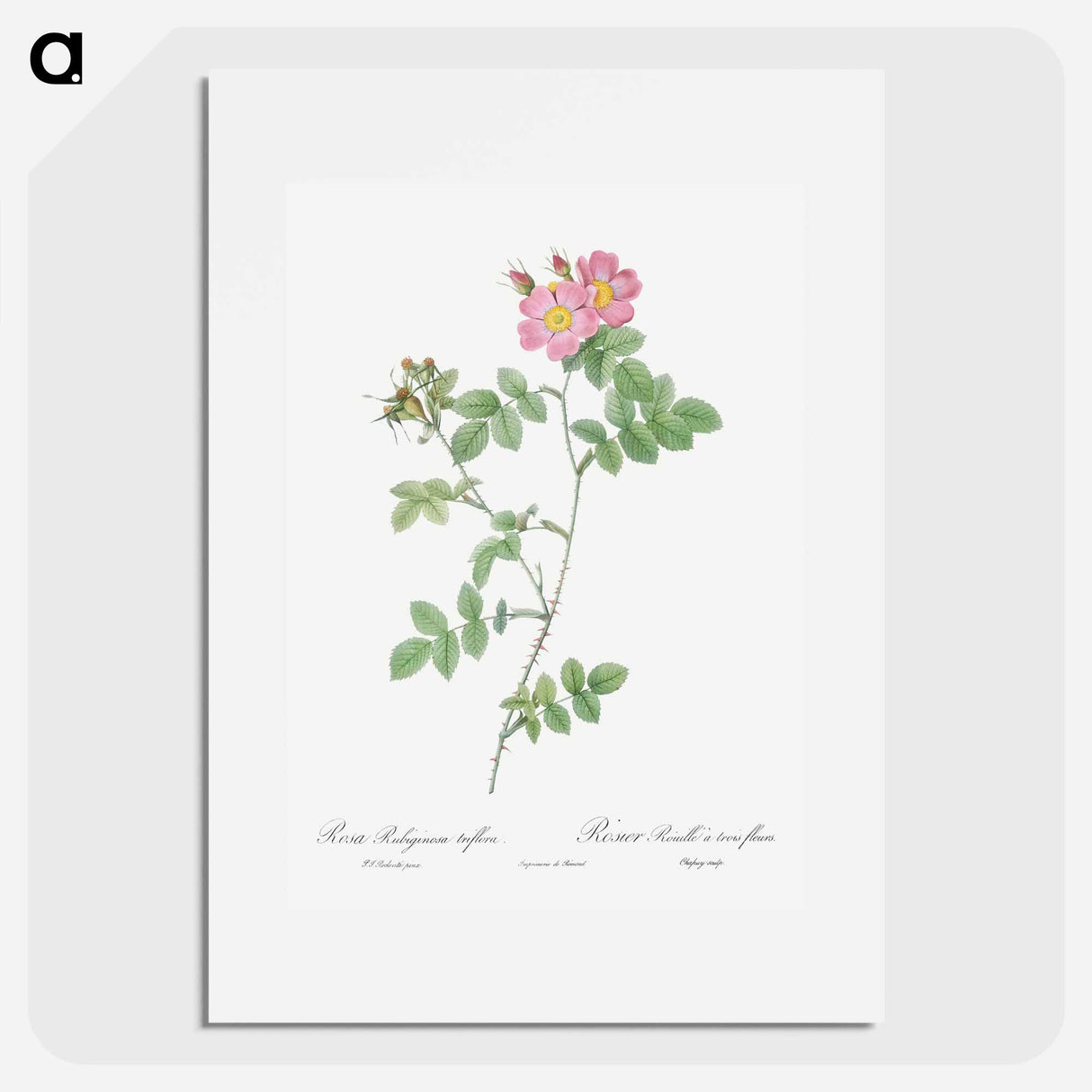 Sweetbriar - Pierre Joseph Redouté Poster.