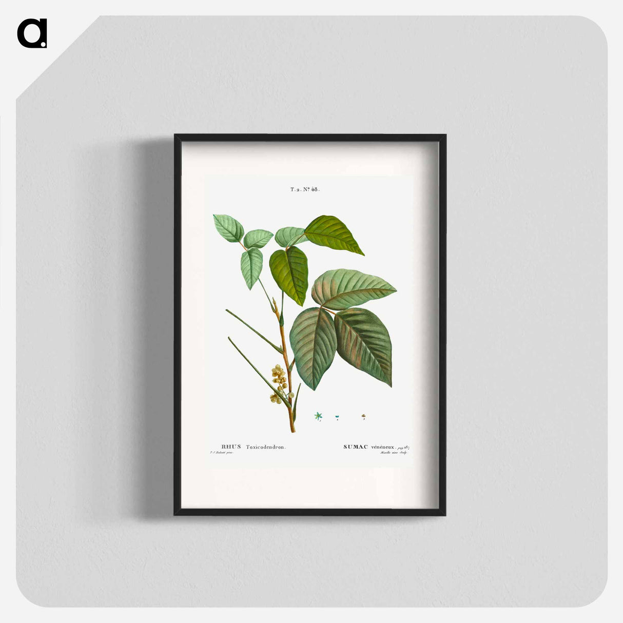 Poison ivy - Pierre Joseph Redouté Poster.