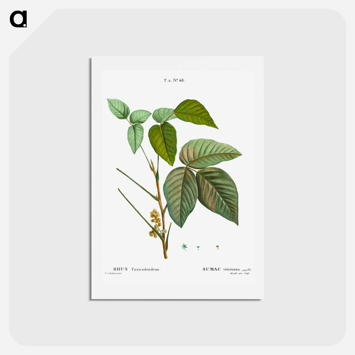 アートポストカード-Poison ivy - ピエール ジョゼフ ルドゥーテ Postcard.