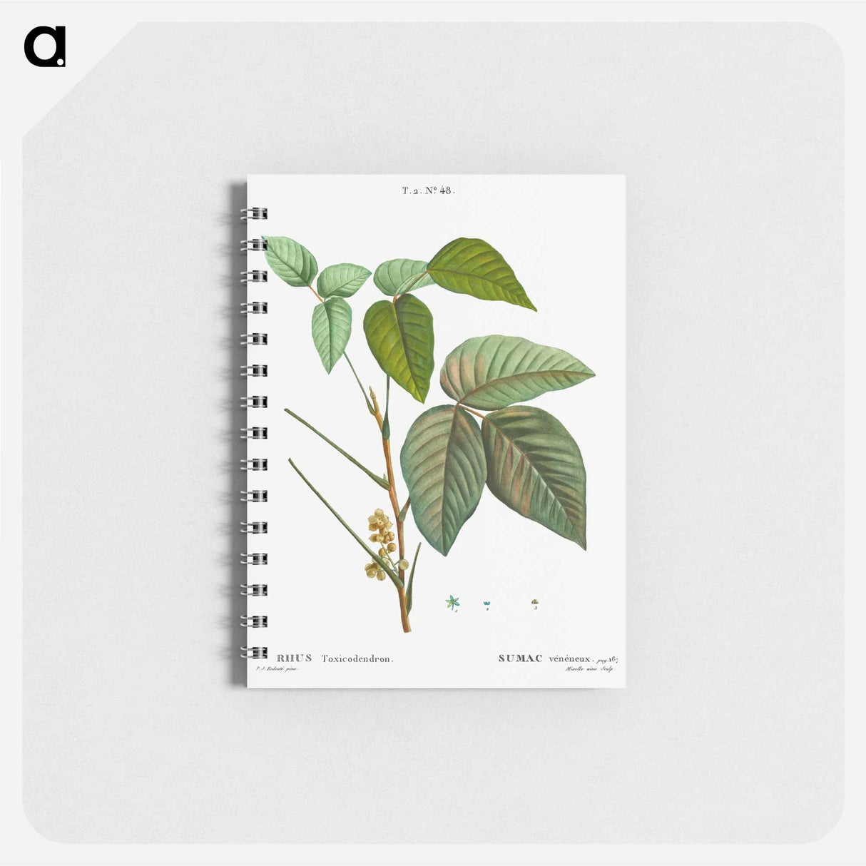 アートメモ帳-Poison ivy - ピエール ジョゼフ ルドゥーテ Memo.