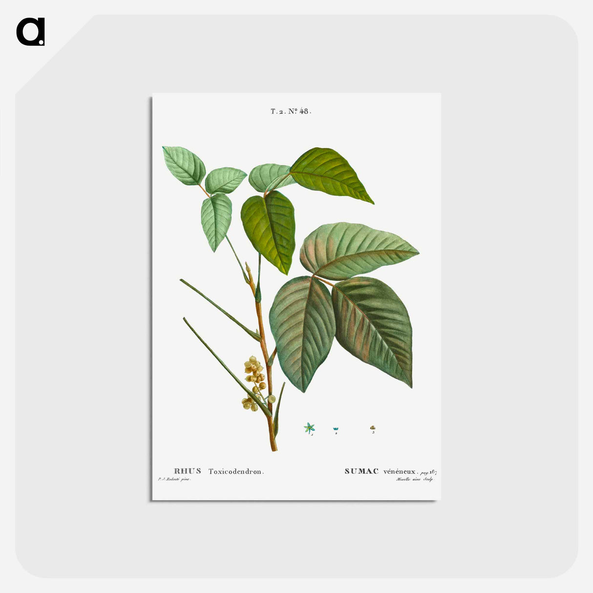アートポストカード-Poison ivy - ピエール ジョゼフ ルドゥーテ Postcard.