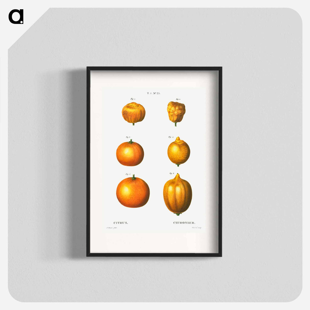 6 types of oranges - Pierre Joseph Redouté Poster.