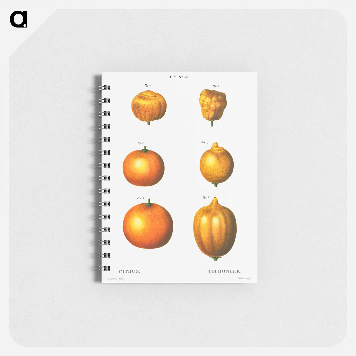 アートメモ帳-6 types of oranges - ピエール ジョゼフ ルドゥーテ Memo.