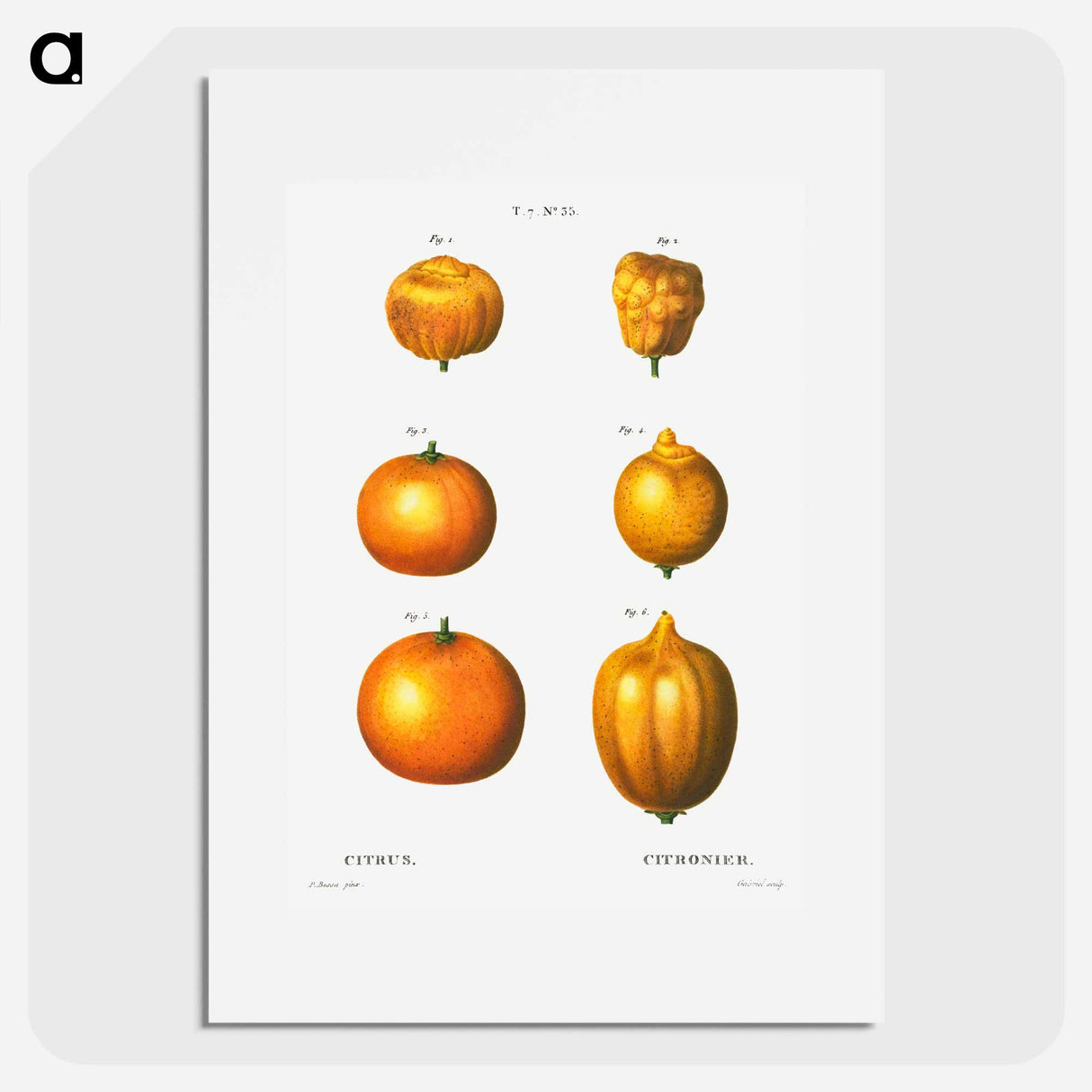 6 types of oranges - Pierre Joseph Redouté Poster.