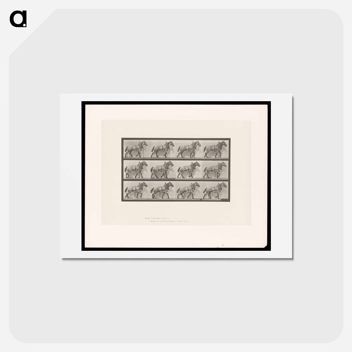 アートポストカード-Horse in Motion
- エドワード マイブリッジ Postcard.