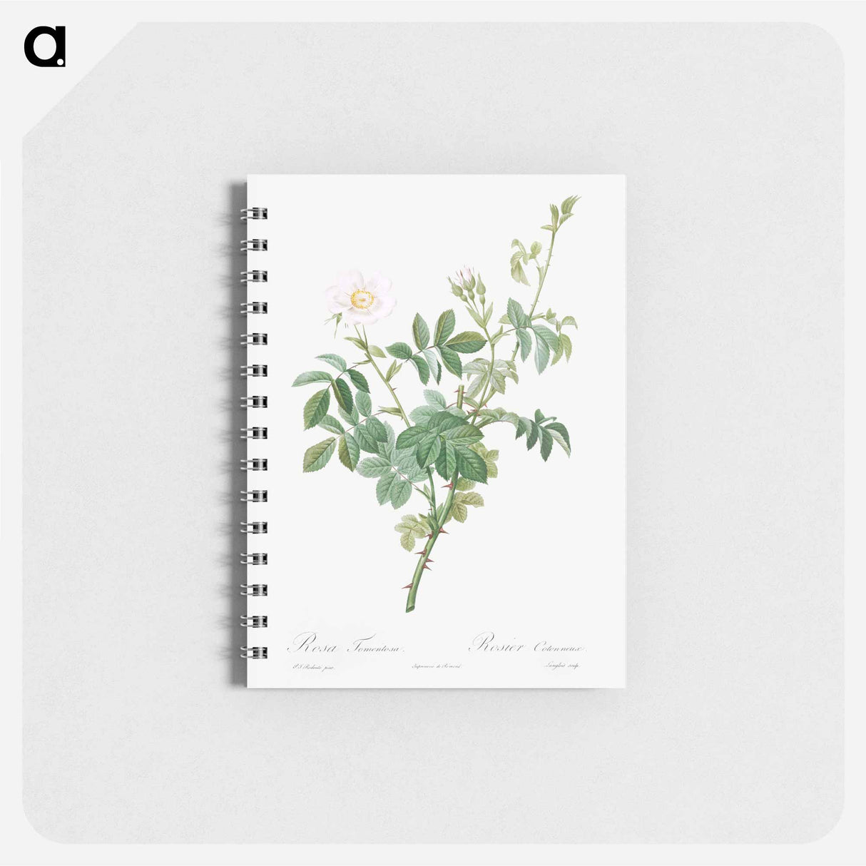 White Downy Rose - ピエール ジョゼフ ルドゥーテ Memo.