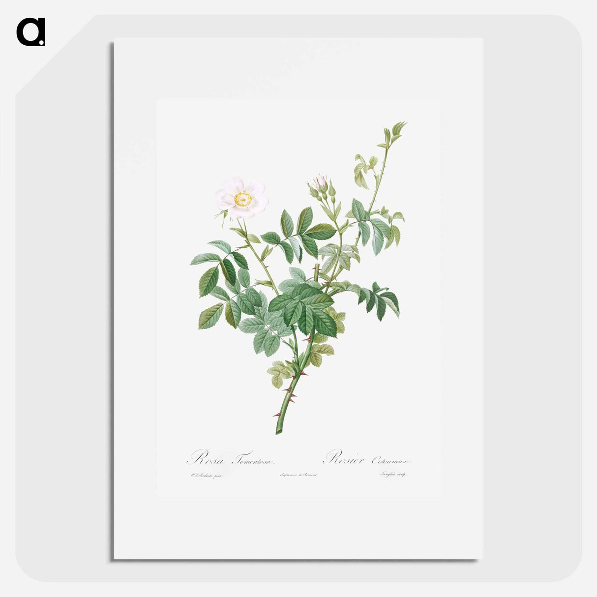 White Downy Rose - Pierre Joseph Redouté Poster.