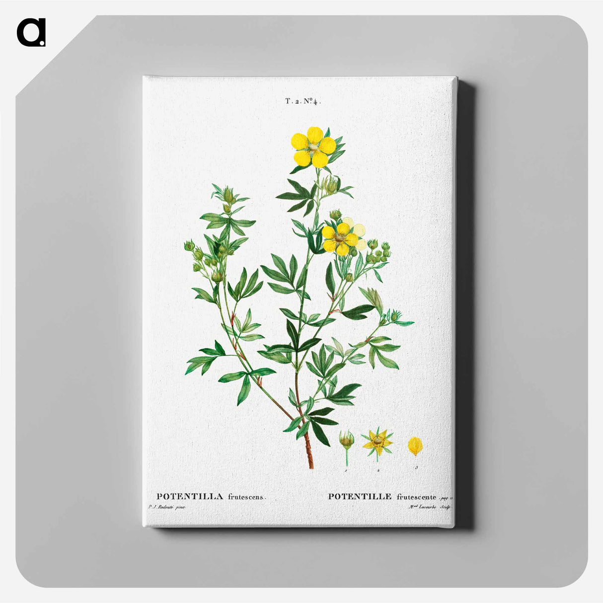 アートパネル-Potentilla frutescens - ピエール ジョゼフ ルドゥーテ Canvas.
