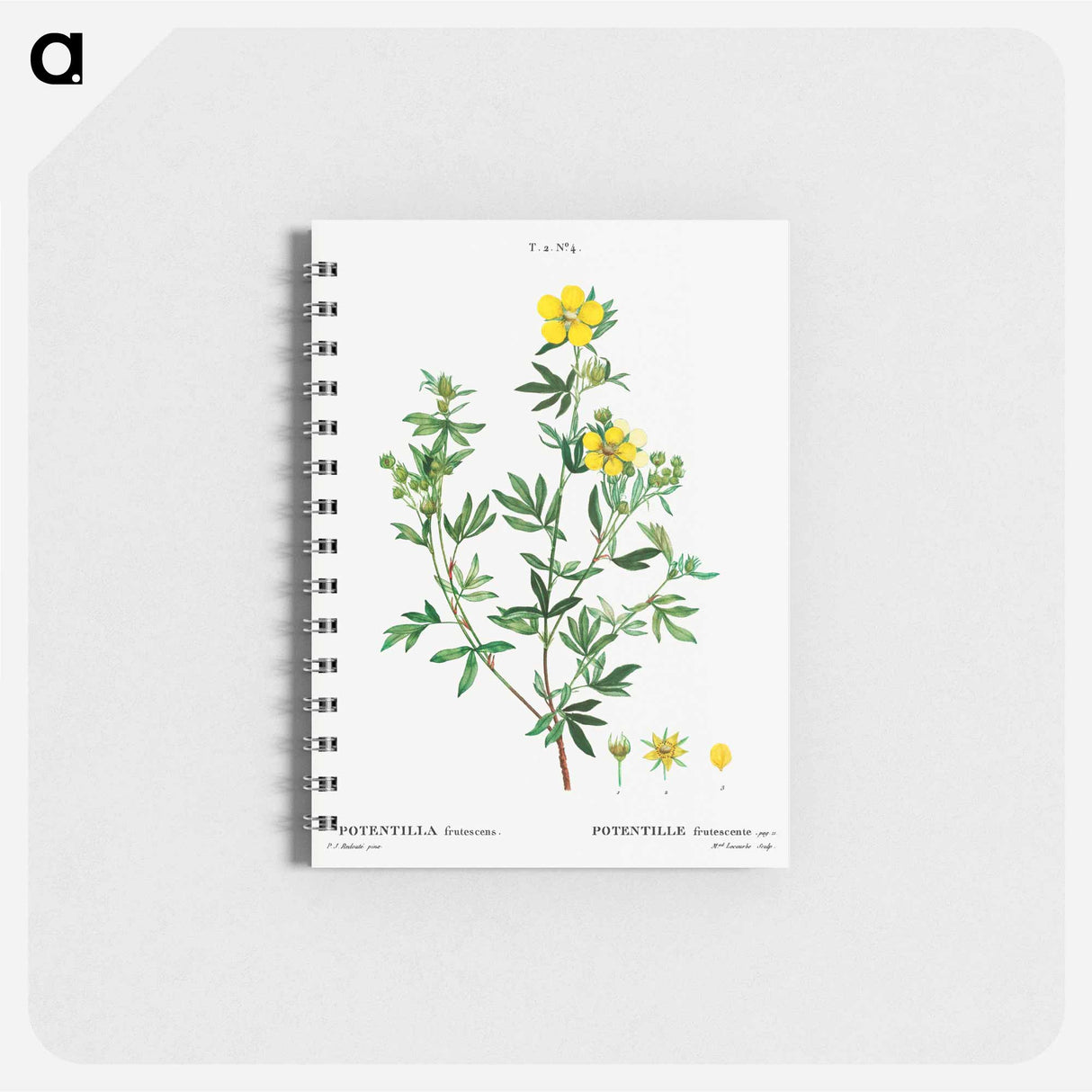 Potentilla frutescens - ピエール ジョゼフ ルドゥーテ Memo.