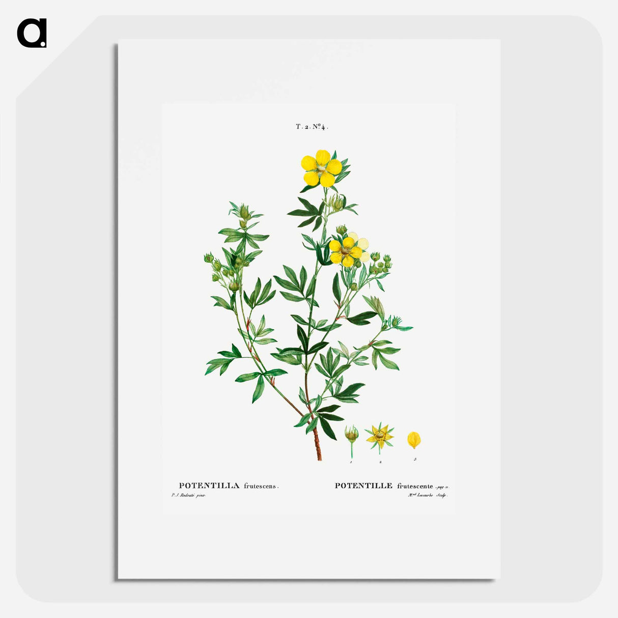Potentilla frutescens - Pierre Joseph Redouté Poster.