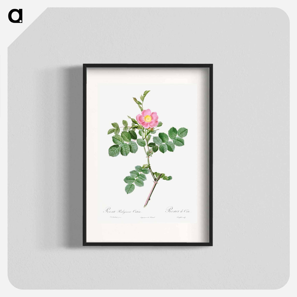 Sweet-Brier Rosebush - Pierre Joseph Redouté Poster.