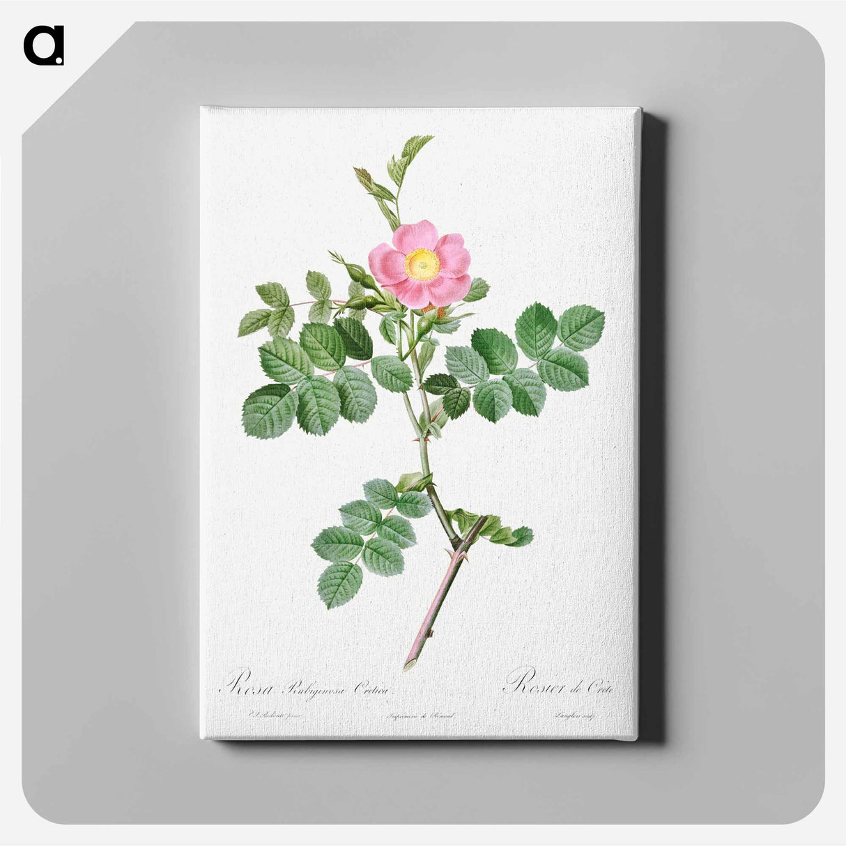 アートパネル-Sweet-Brier Rosebush - ピエール ジョゼフ ルドゥーテ Canvas.