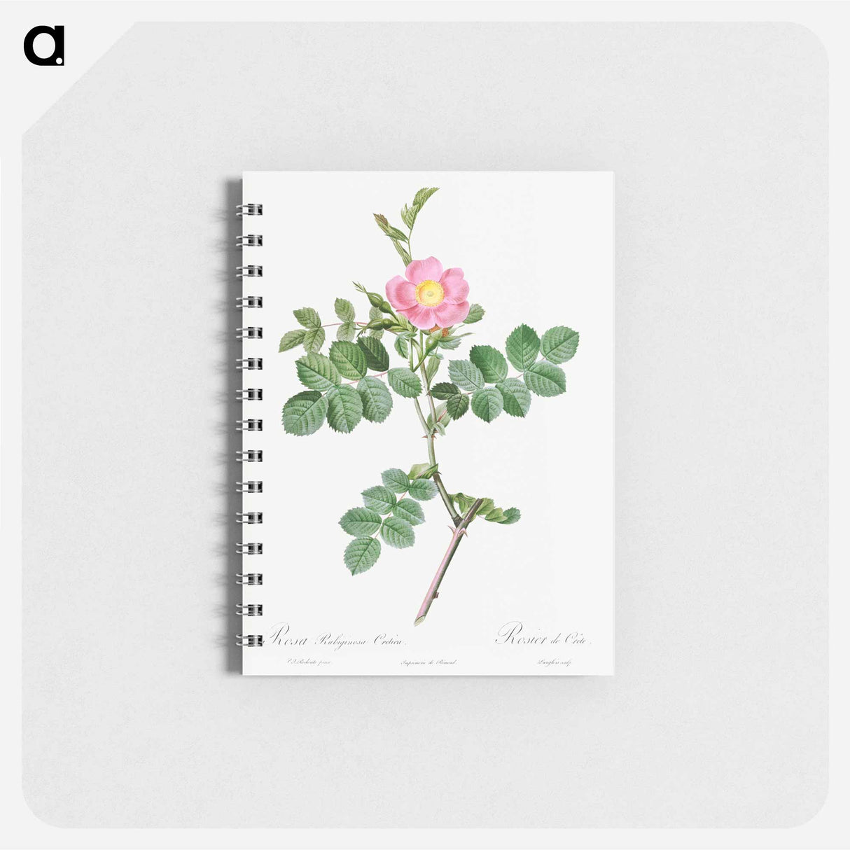 Sweet-Brier Rosebush - ピエール ジョゼフ ルドゥーテ Memo.