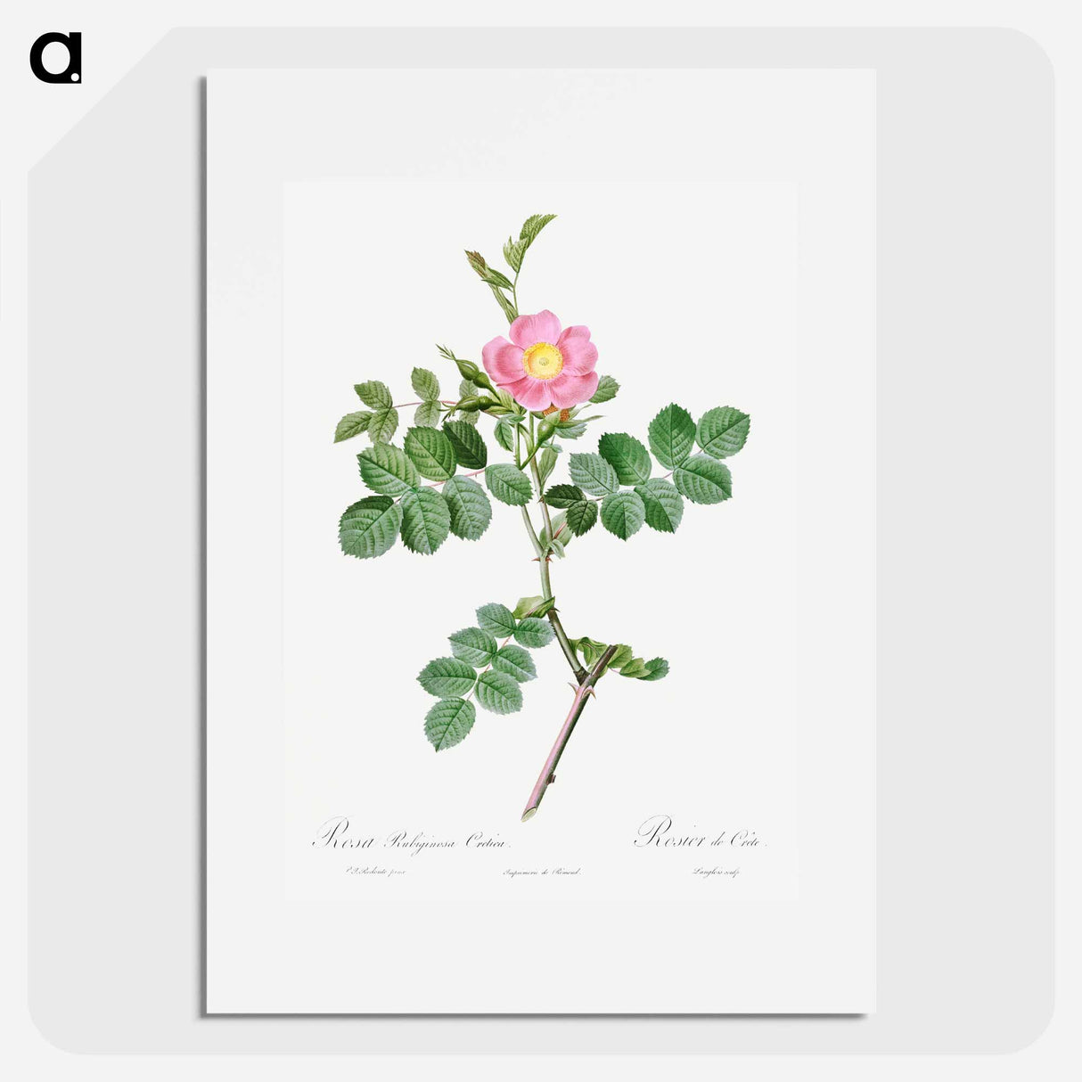 Sweet-Brier Rosebush - Pierre Joseph Redouté Poster.