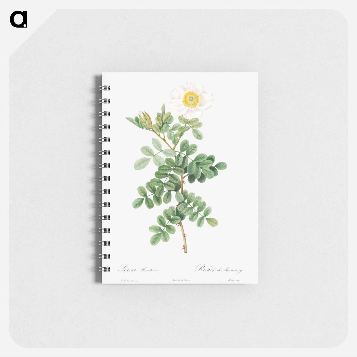 Macartney Rose - ピエール ジョゼフ ルドゥーテ Memo.