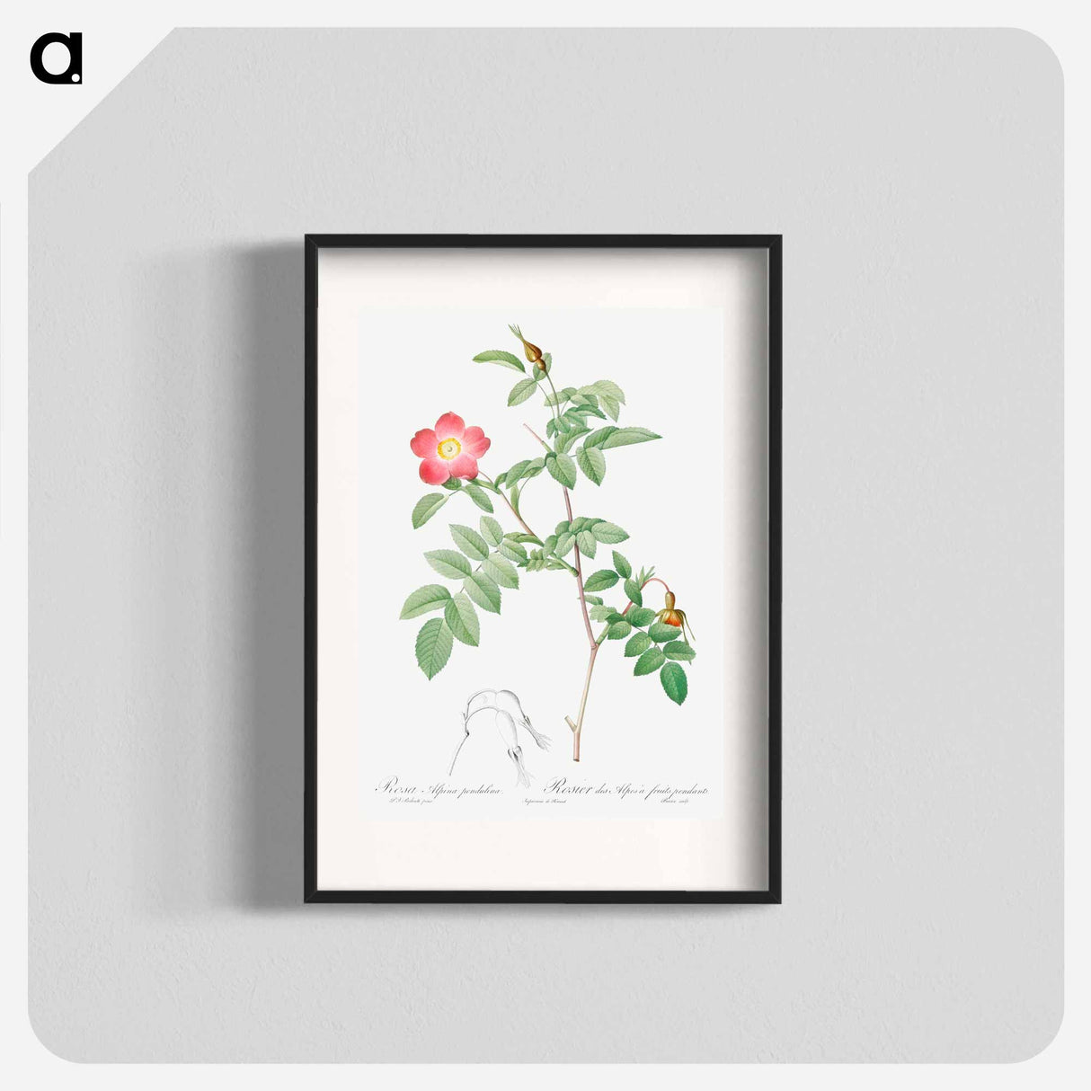アートポスター-Alpine Rose - ピエール ジョゼフ ルドゥーテ Poster.