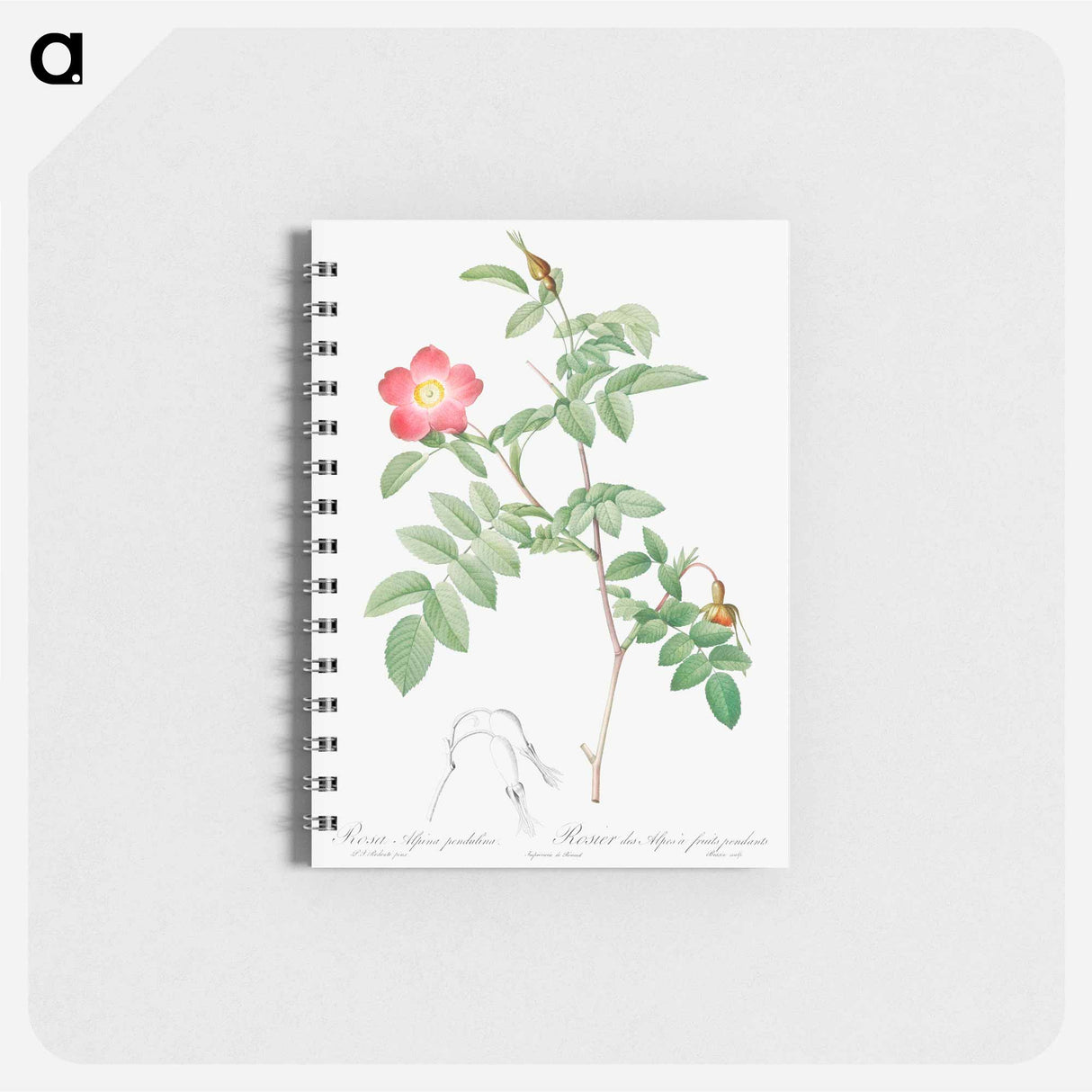 Alpine Rose - ピエール ジョゼフ ルドゥーテ Memo.