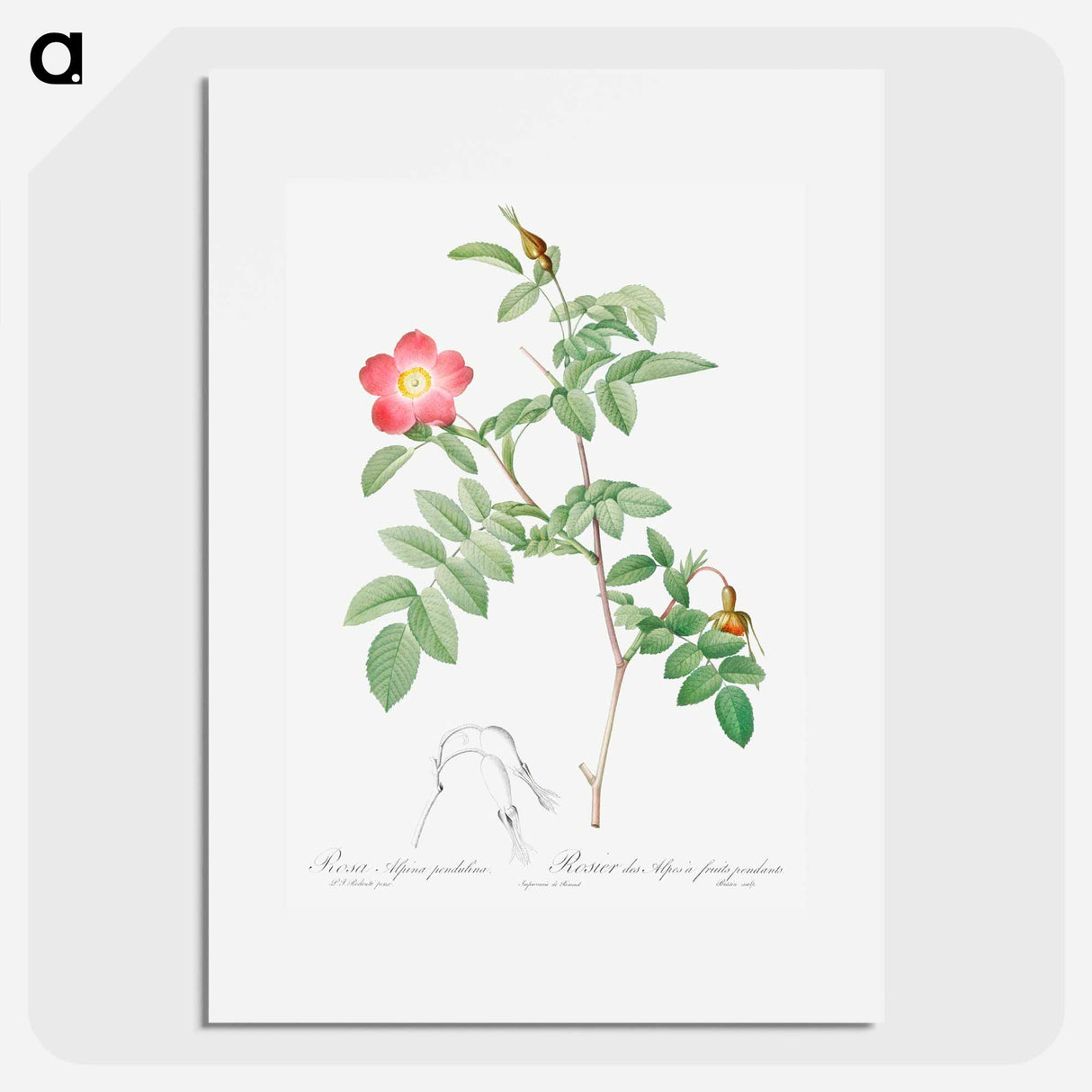 Alpine Rose - Pierre Joseph Redouté Poster.