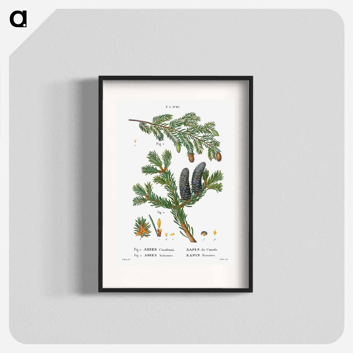 Eastern hemlock, Abies Canadensis and Balsam fir, Abies balsamea - Pierre-Joseph Redouté Poster.