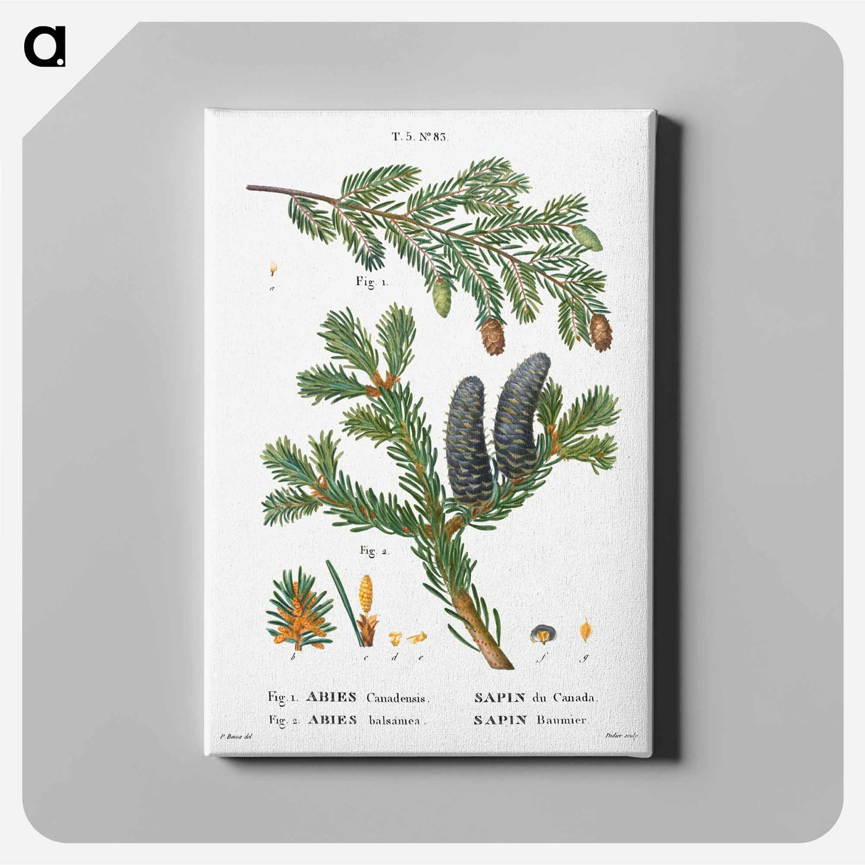 アートパネル-Eastern hemlock, Abies Canadensis and Balsam fir, Abies balsamea - ピエール ジョゼフ ルドゥーテ Canvas.