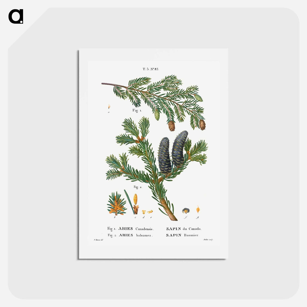 アートポストカード-Eastern hemlock, Abies Canadensis and Balsam fir, Abies balsamea - ピエール ジョゼフ ルドゥーテ Postcard.
