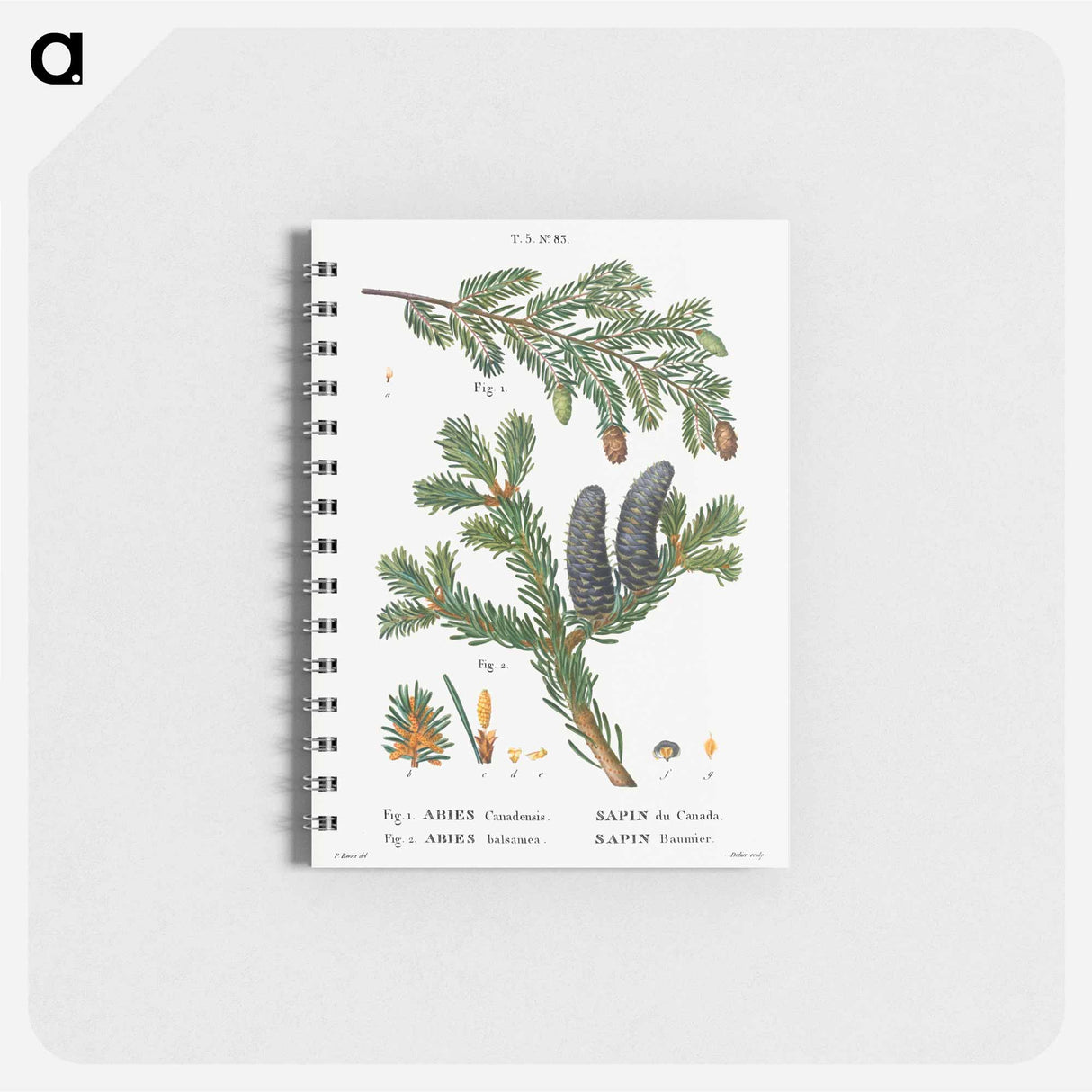 アートメモ帳-Eastern hemlock, Abies Canadensis and Balsam fir, Abies balsamea - ピエール ジョゼフ ルドゥーテ Memo.
