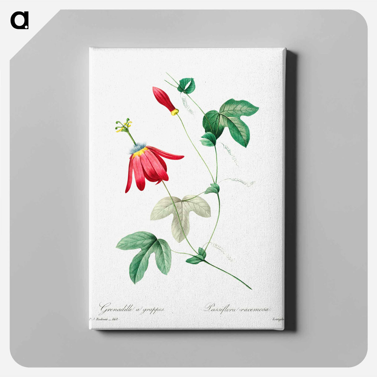 アートパネル-Red passion - ピエール ジョゼフ ルドゥーテ Canvas.