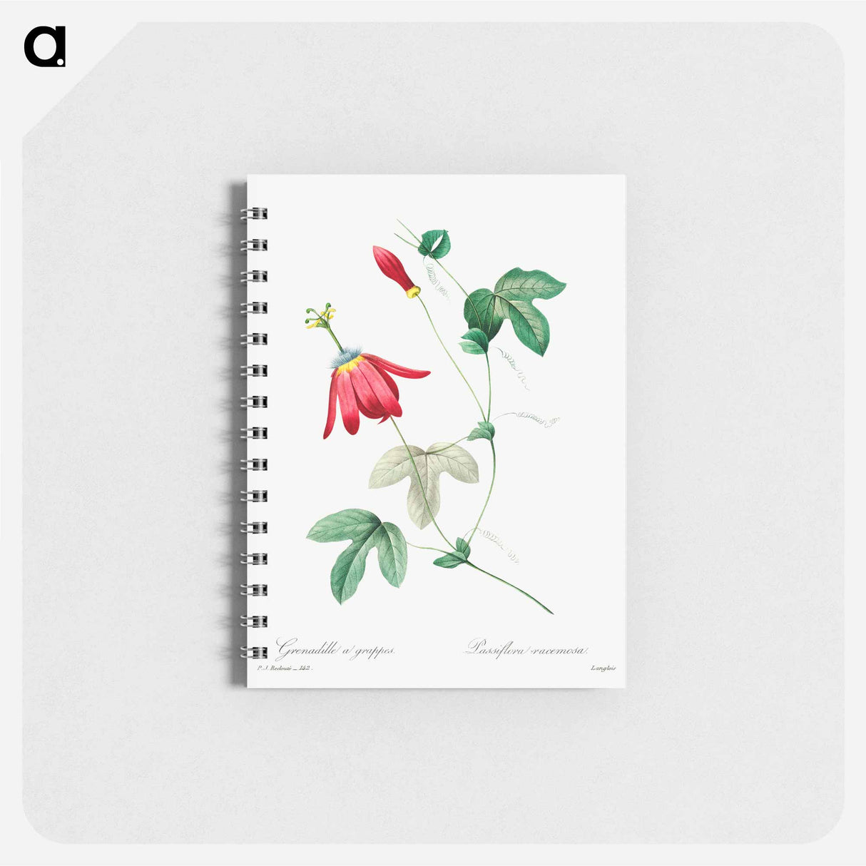 Red passion - ピエール ジョゼフ ルドゥーテ Memo.