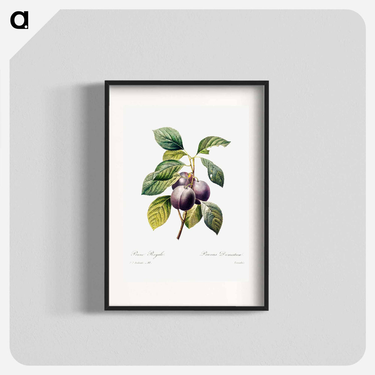 Plum - Pierre Joseph Redouté Poster.