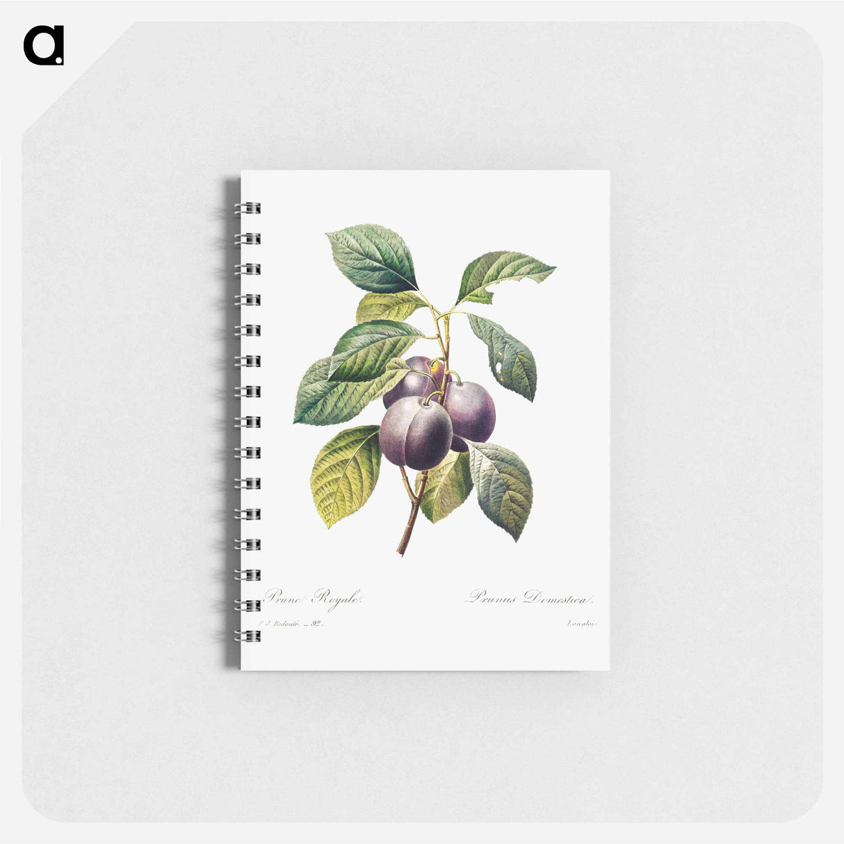 Plum - ピエール ジョゼフ ルドゥーテ Memo.