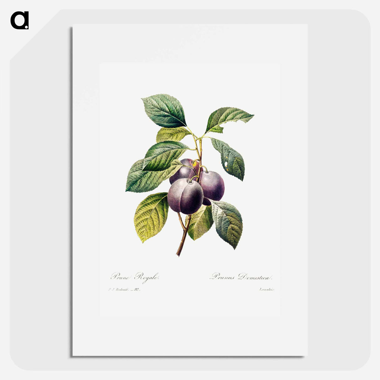 Plum - Pierre Joseph Redouté Poster.