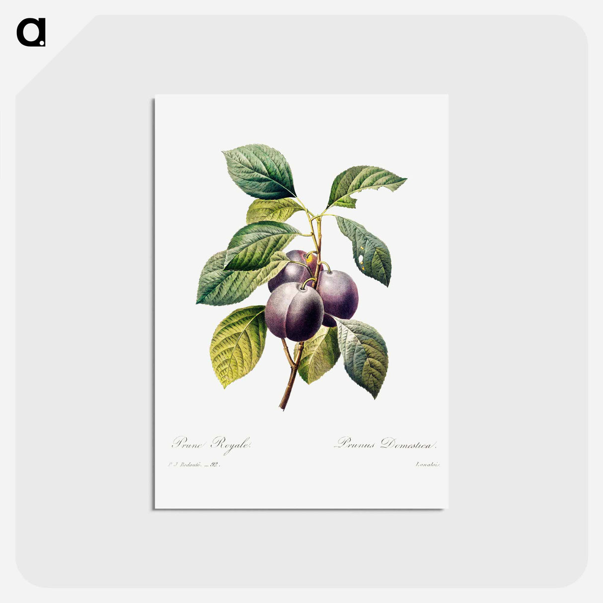 アートポストカード-Plum - ピエール ジョゼフ ルドゥーテ Postcard.