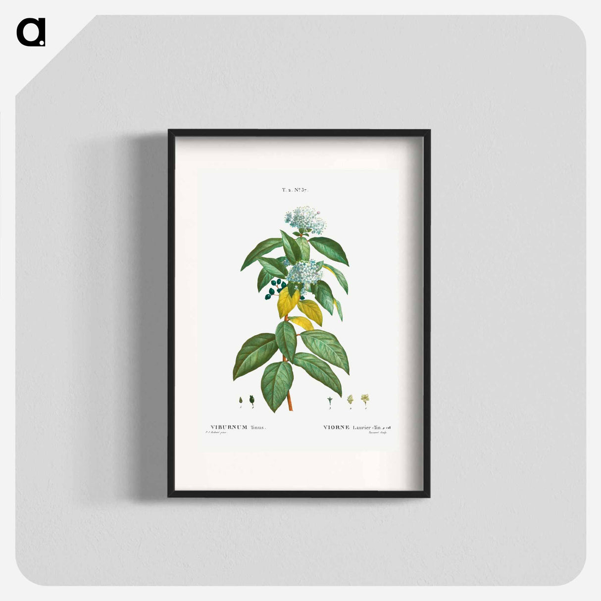 Laurustinus (Viburnum tinus) - Pierre Joseph Redouté Poster.