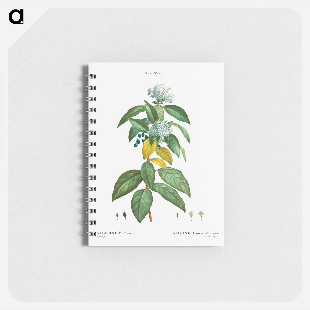 Laurustinus (Viburnum tinus) - ピエール ジョゼフ ルドゥーテ Memo.