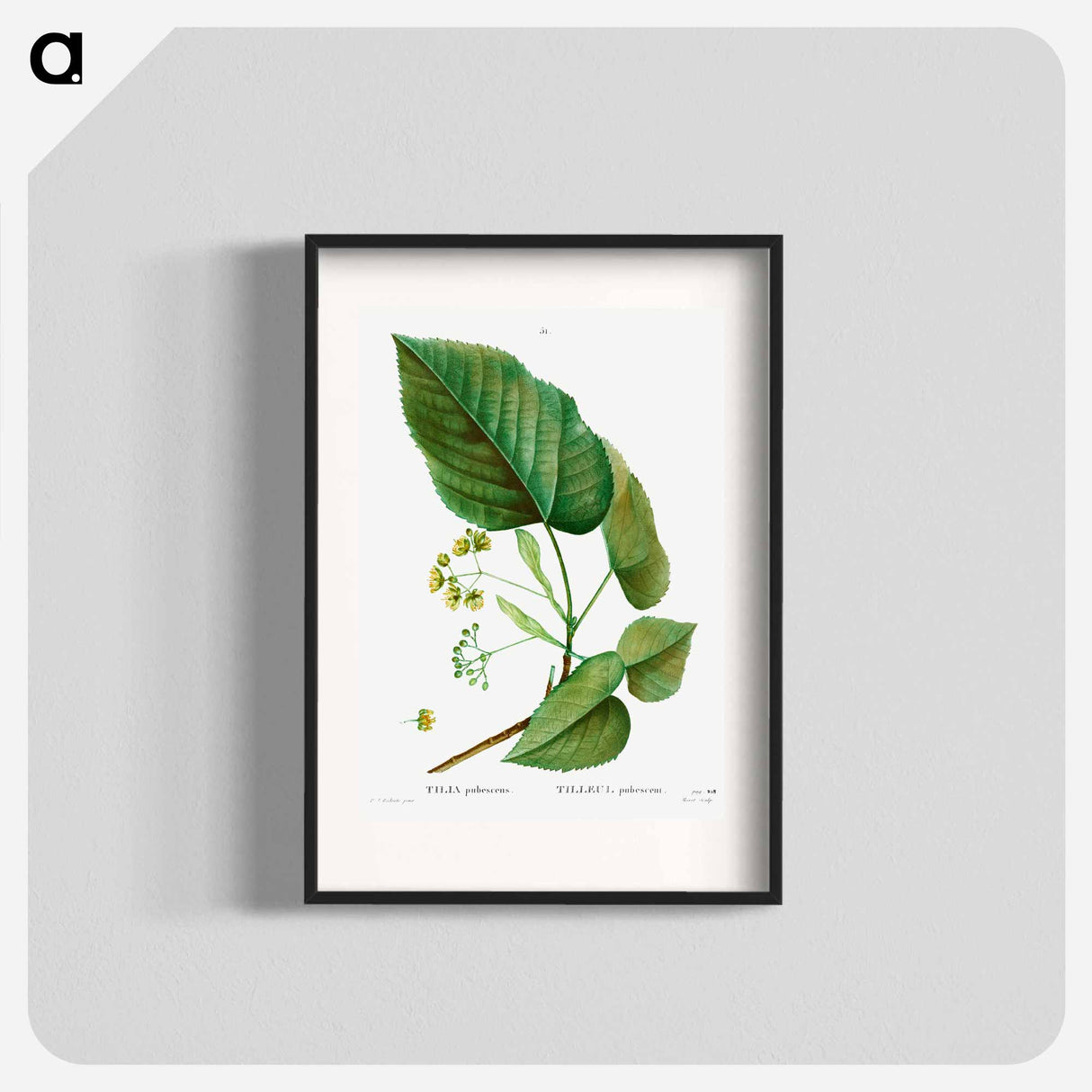 Tilia pubescens - Pierre Joseph Redouté Poster.