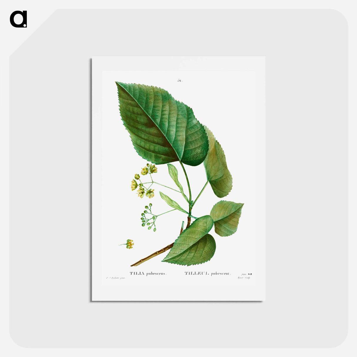 アートポストカード-Tilia pubescens - ピエール ジョゼフ ルドゥーテ Postcard.