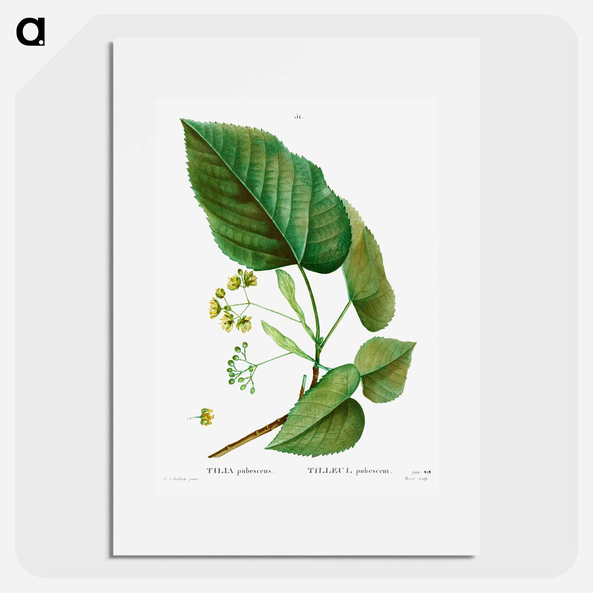 Tilia pubescens - Pierre Joseph Redouté Poster.