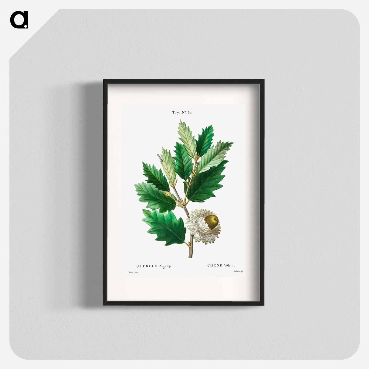 Valonian Oak - Pierre-Joseph Redouté Poster.