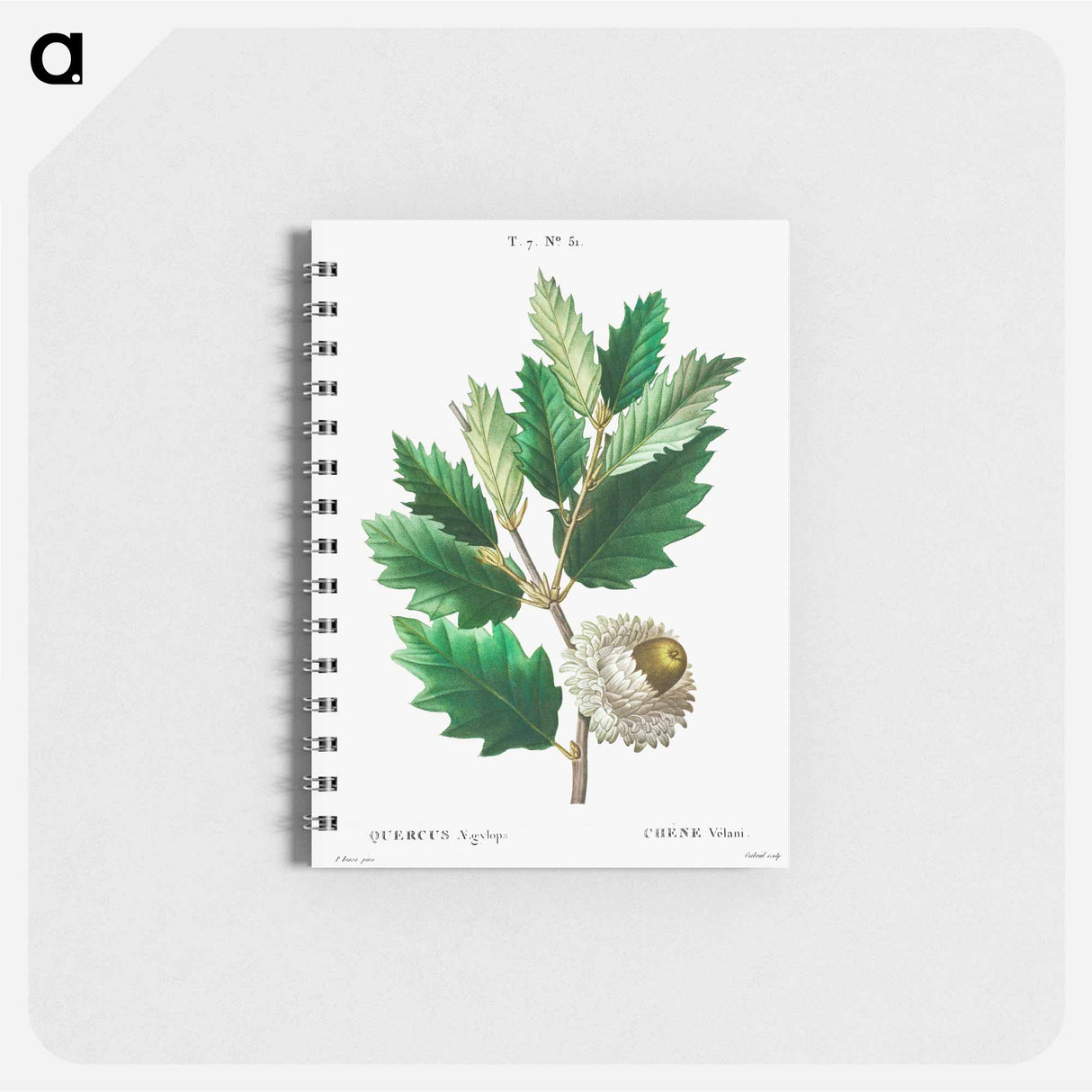 Valonian Oak - ピエール ジョゼフ ルドゥーテ Memo.