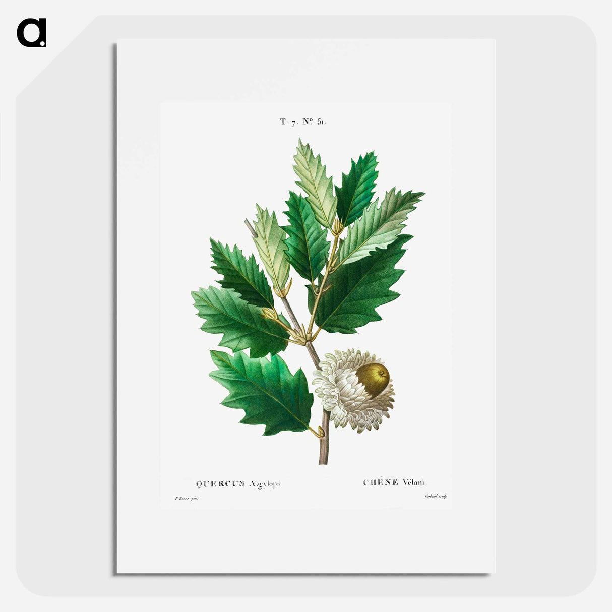 Valonian Oak - Pierre-Joseph Redouté Poster.