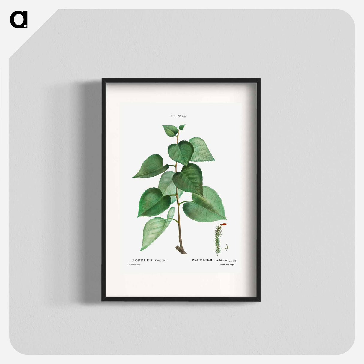Populus graeca - Pierre Joseph Redouté Poster.