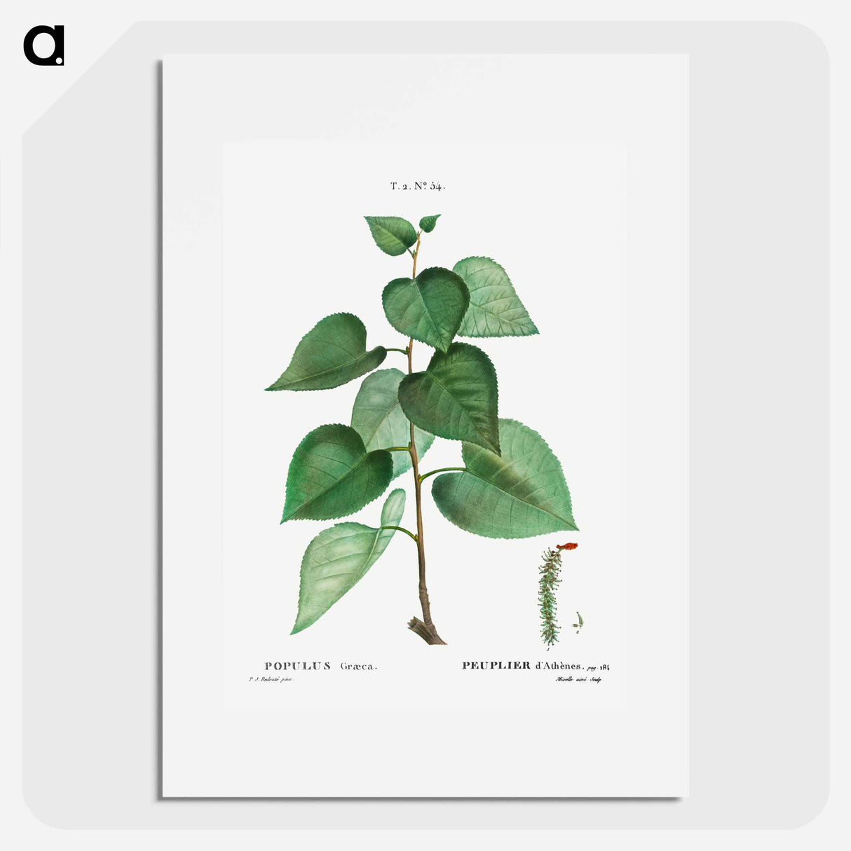Populus graeca - Pierre Joseph Redouté Poster.