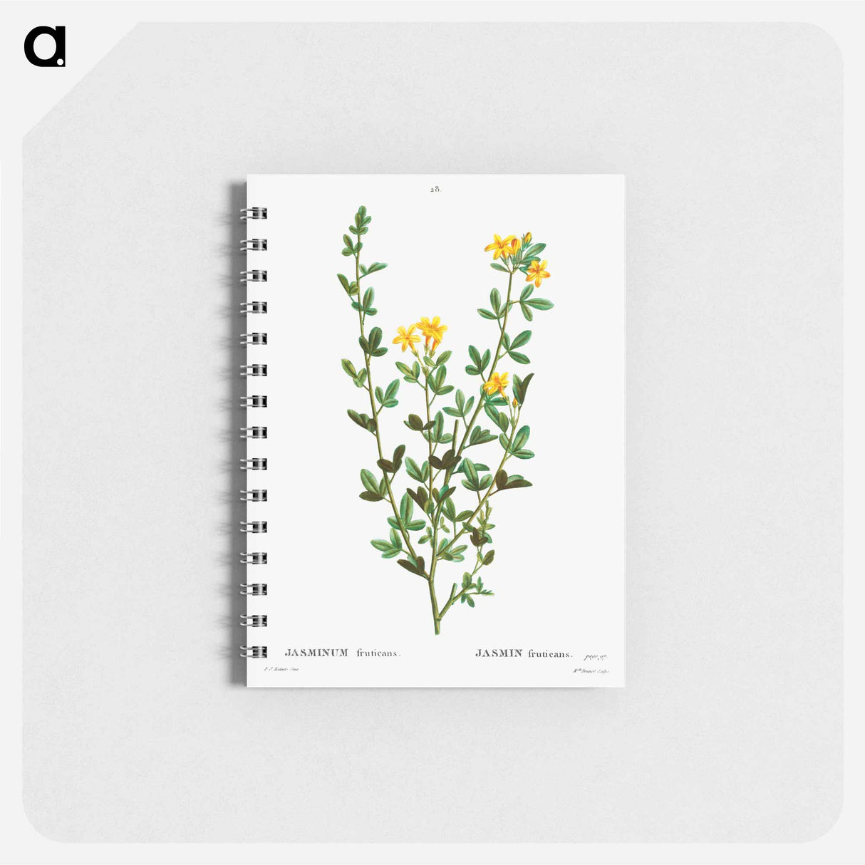 Yellow jasmine - ピエール ジョゼフ ルドゥーテ Memo.